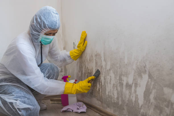 Best Basement Mold Remediation in Berrien Springs, MI