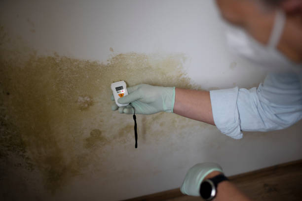 Best Mold Testing and Inspection Services in Berrien Springs, MI