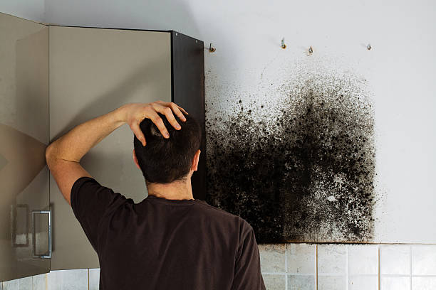 Best Attic Mold Remediation in Berrien Springs, MI