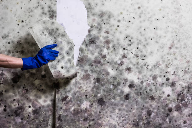 Best Localized Mold Remediation (e.g., coastal areas, humid climates) in Berrien Springs, MI