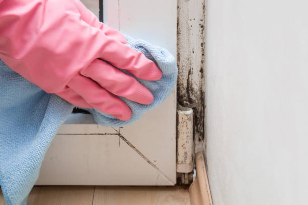 Best Mold Remediation for Specific Building Types in Berrien Springs, MI